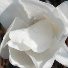 Magnolia loebneri 'Leonard Messel'