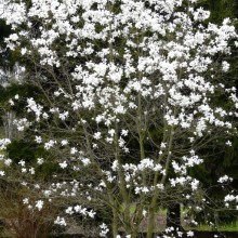 Magnolia loebneri 'Merrill'