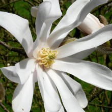 Magnolia stellata