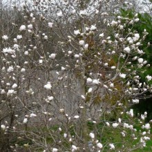 Magnolia stellata 'Centennial'