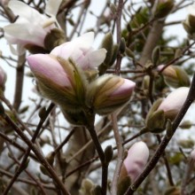 Magnolia stellata 'Centennial'