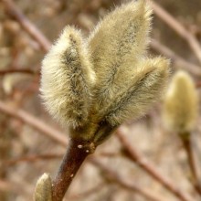Magnolia stellata 'Centennial'