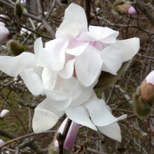 Magnolia stellata 'Centennial'
