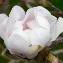 Magnolia stellata 'Centennial'