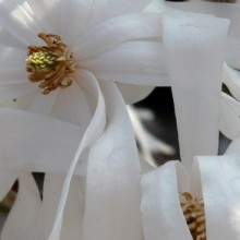 Magnolia stellata 'Royal Star'