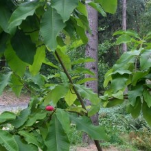 Magnolia tripetala