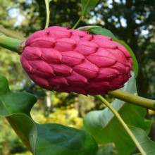 Magnolia tripetala | plod