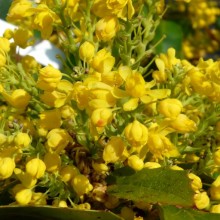 Mahonia aquifolium 'Apollo'
