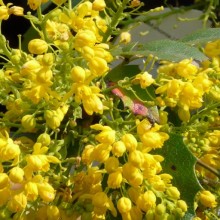 Mahonia aquifolium 'Apollo'