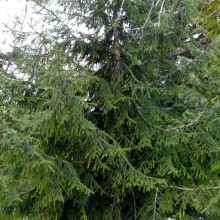 Picea orientalis 'Aureospicata'