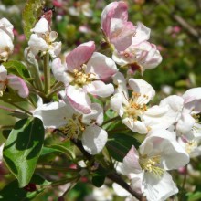 Malus hybr. 'Everste'
