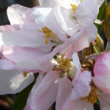 Malus hybr. 'Red Obelisk'