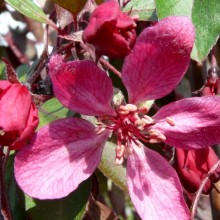 Malus hybr. 'Royal Beauty'