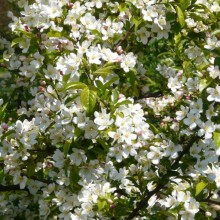Malus toringo