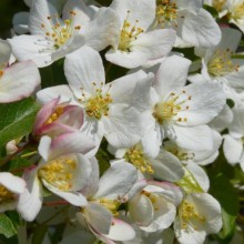 Malus toringo