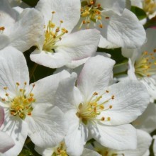 Malus toringo