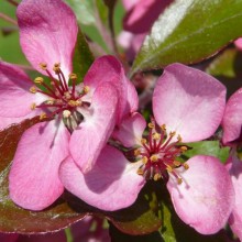 Malus toringo 'Scarlett'