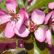 Malus toringo 'Scarlett'