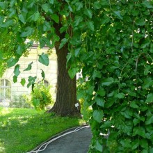 Morus alba 'Pendula'