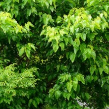 Morus latifolia 'Spirata'