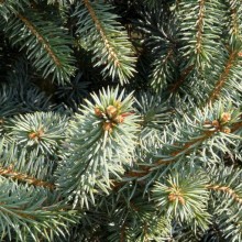 Picea pungens 'Glauca Globosa'