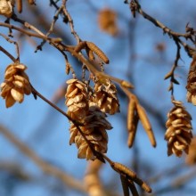 Ostrya carpinifolia