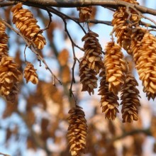 Ostrya carpinifolia