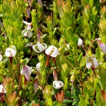 Oxycoccus macrocarpus 'Early Black'