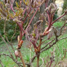 Paeonia suffruticosa