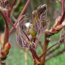 Paeonia suffruticosa