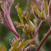 Paeonia suffruticosa