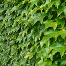 Parthenocissus tricuspidata