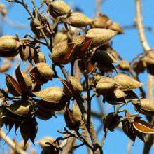 Paulownia tomentosa