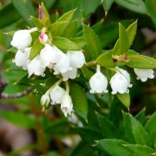 Pernettya mucronata 'Coccinea'