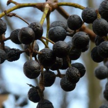 Phellodendron amurense | plody