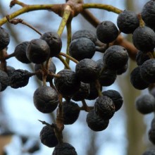 Phellodendron amurense