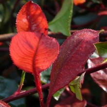 Photinia fraseri 'Little Red Robin'