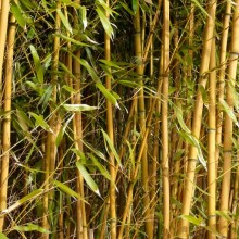 Phyllostachys aureosulcata 'Aureocaulis'