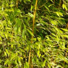 Phyllostachys aureosulcata 'Spectabilis'