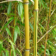 Phyllostachys aureosulcata 'Spectabilis'