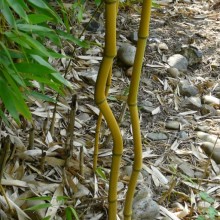 Phyllostachys aureosulcata 'Spectabilis'