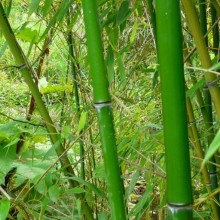 Phyllostachys pubescens