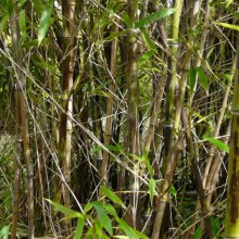 Phyllostachys nigra 'Boryana'