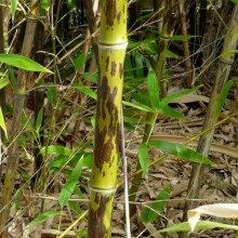 Phyllostachys nigra 'Boryana'