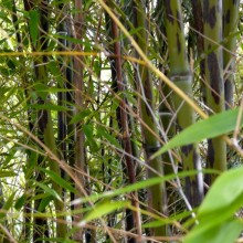 Phyllostachys nigra 'Boryana'