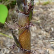 Phyllostachys nigra 'Boryana'