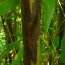 Phyllostachys nigra 'Boryana'