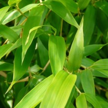 Phyllostachys nigra 'Boryana'