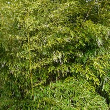 Phyllostachys nigra 'Henonis'