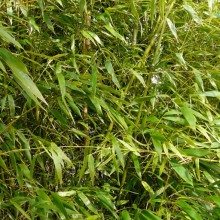 Phyllostachys nigra 'Henonis'